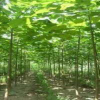 泡桐基地|泡桐價(jià)格|泡桐小苗