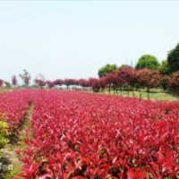 應(yīng)紅葉石楠小杯苗