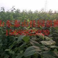 當(dāng)年生杜仲樹苗多少錢一棵佳園苗圃大量供應(yīng)杜仲樹苗