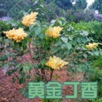 黃金丁香樹 綠化丁香 丁香樹 丁香樹苗 耐旱樹種