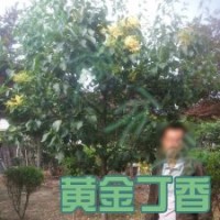 暴馬丁香 綠化丁香 丁香樹