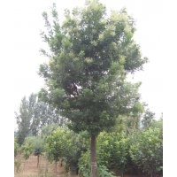 大量長期供應(yīng)各種規(guī)格國槐