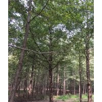 實生銀杏樹（我提供苗木，您種植綠色）