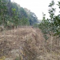 4年移栽紅花桂花樹5000棵地徑3CM以上高2米