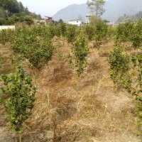 4年移栽山茶花樹苗高120CM有600棵