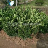 大葉黃楊產(chǎn)地批發(fā)、價格0.35毛錢一棵