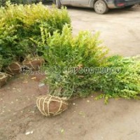 哪里能買到質(zhì)量好的金葉女貞苗？