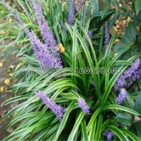 沿階草多少錢一斤