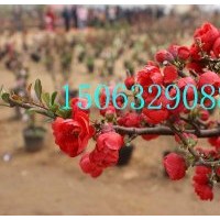 長壽冠海棠，木瓜海棠，貼梗海棠，世界一海棠