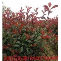 低價(jià)供應(yīng)紅葉石楠小苗