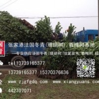 1.5米、1.6米、1.8米法國冬青大量優(yōu)惠供應(yīng)中