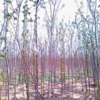 香花槐小苗0.2元起大量供應