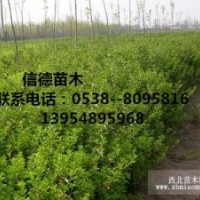 大量供應(yīng)冬青樹(shù)苗