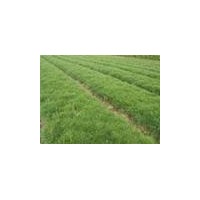 供應白皮松苗，油松苗，側(cè)柏苗，華山松苗