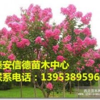 大量供應百日紅