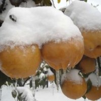 梨苗梨樹苗價格臨沂梨苗基地