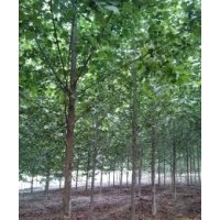 ：白蠟，國(guó)槐，法桐，柳樹(shù)， 五角楓。 速生楊，金枝槐，欒樹(shù)，榆