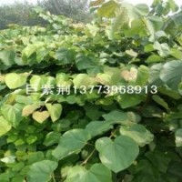 巨紫荊苗木 巨紫荊樹苗 巨紫荊小苗 巨紫荊種子 巨紫荊