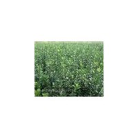 冬青小苗供應(yīng)//冬青小苗批發(fā)商