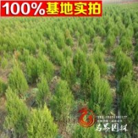 供應(yīng)優(yōu)質(zhì)綠化工程苗木 蜀檜球