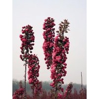 臨沂北美海棠苗-山東北美海棠苗出售-果樹苗-綠化苗