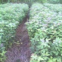 江西楓香|江西楓香價格|江西楓香--基地