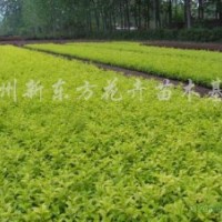 供應(yīng)金葉女貞、紅葉小檗、龍柏
