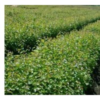 九角楓苗，九角楓樹苗，假色槭苗，楓葉樹苗