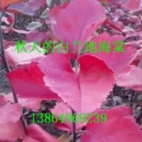 山東白蘭地海棠，白蘭地海棠接穗，白蘭地海棠接穗價(jià)格