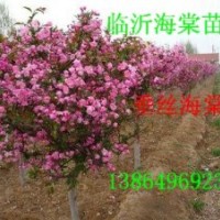 供山東皺皮木瓜苗，木瓜海棠，垂絲海棠，西府海棠