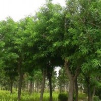 河南白蠟價(jià)格，速生白蠟，白蠟樹現(xiàn)貨量大