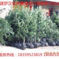 羅漢松，羅漢松球，造型羅漢松，羅漢松小苗，羅漢松基地，羅漢松