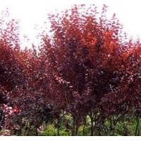 紫葉李、山西紫葉李、紫葉李價(jià)格