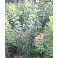 長期出售柞榛苗多種規(guī)格柞榛小苗