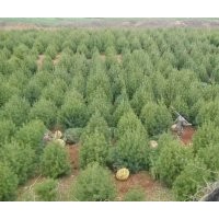 常年出售1米至5米白皮松樹