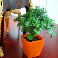 紅豆杉,天然氧吧的締造者,可以降解苯、甲苯、二甲苯