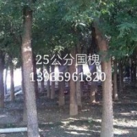 出售國(guó)槐 西府海棠 北美海棠