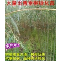 出售柳樹苗
