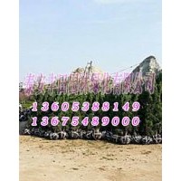 泰安龍柏柱苗木基地