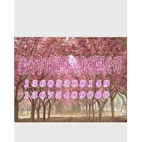 山東豐田櫻花樹苗價(jià)格