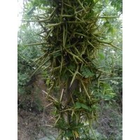 皂角苗木大量供應(yīng)