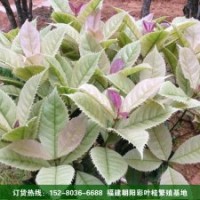 大量供應(yīng)【珍珠彩葉桂】【五彩桂】【銀邊彩葉桂】【桂花苗】__福