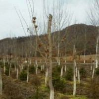 常年供應(yīng)九角楓，五角楓，皂角，蒙古礫，云杉