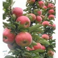 美國八號蘋果苗、神富一號蘋果苗、矮化蘋果苗