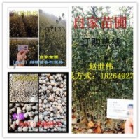 山東臨沂大量供應(yīng)各種規(guī)格 枸橘苗，枸橘種子，量大從優(yōu)