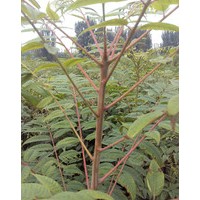 直銷香椿樹