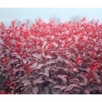 紫葉矮櫻大量出售（山杏嫁接苗）