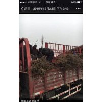 美國(guó)紅楓小苗