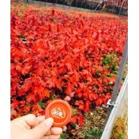 美國紅楓、紅點紅楓、紅冠紅楓、美國紫嶶、紅火球、紅火箭、紅葉
