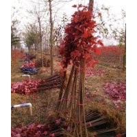 自產(chǎn)自銷美國紅楓：秋火焰丶紅點(diǎn)、紅冠紅楓